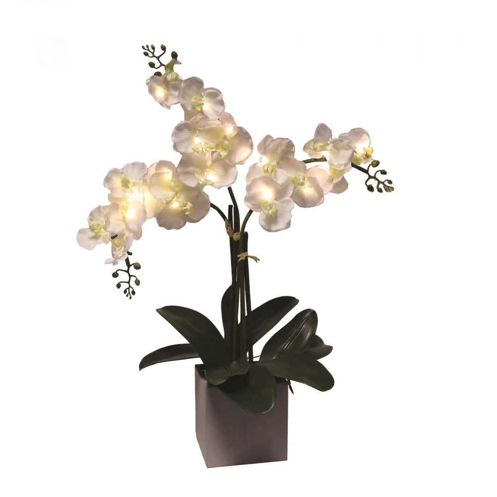 Lysende orkidén